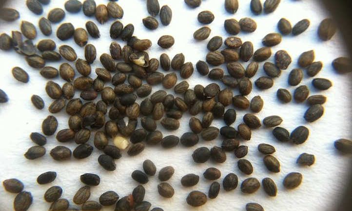 semillas saladas