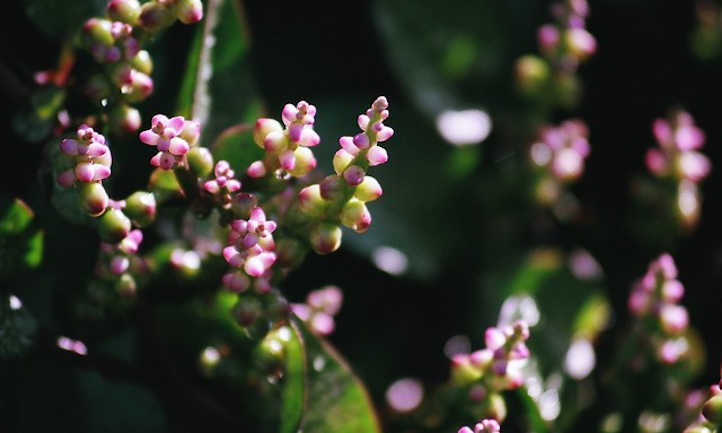 Flores de espinaca Malabar
