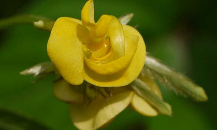 flor de frijol mungo
