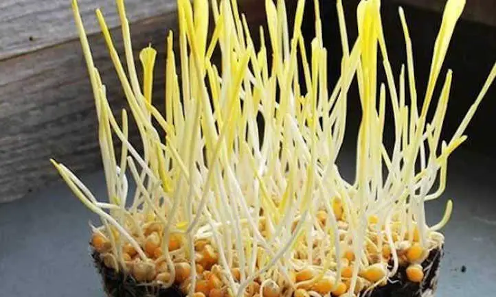 Microverduras de palomitas de maíz