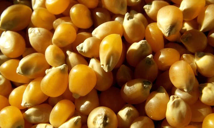 Semillas de palomitas de maíz