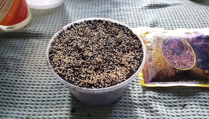 Plantar microvegetales de amaranto