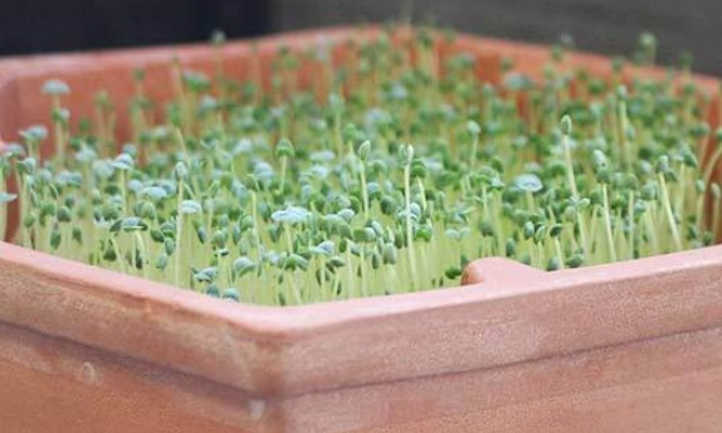 Microgreens de chía a medio crecer