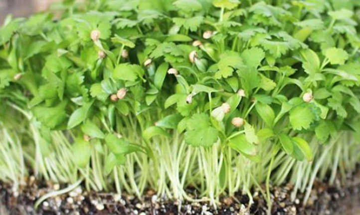Ocio Splits cilantro microgreens