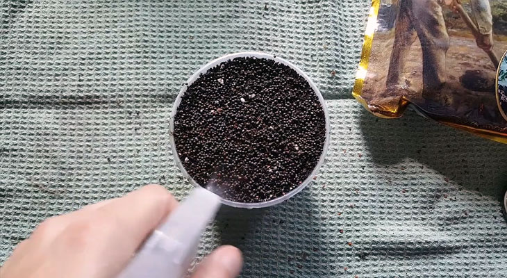 Plantar microvegetales Kale