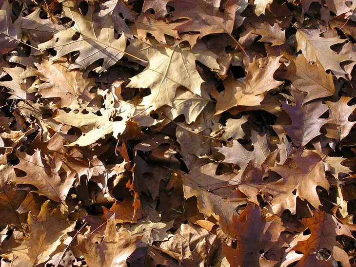 Mantillo de hojas de otoño