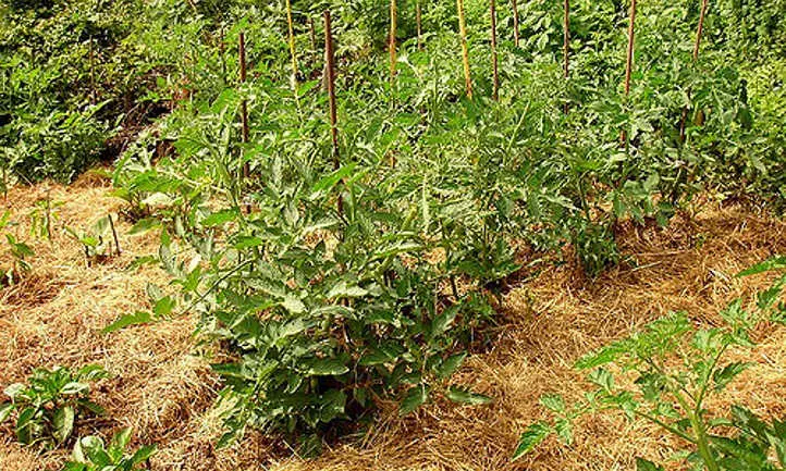 Plantas de tomate y pimiento trituradas con paja
