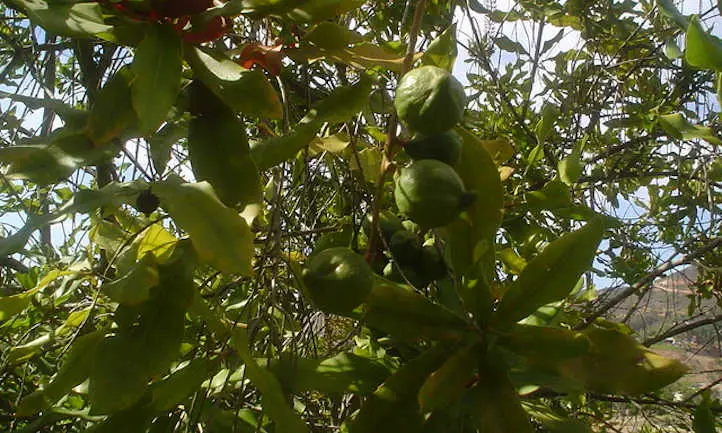 Macadamias en casco en árbol
