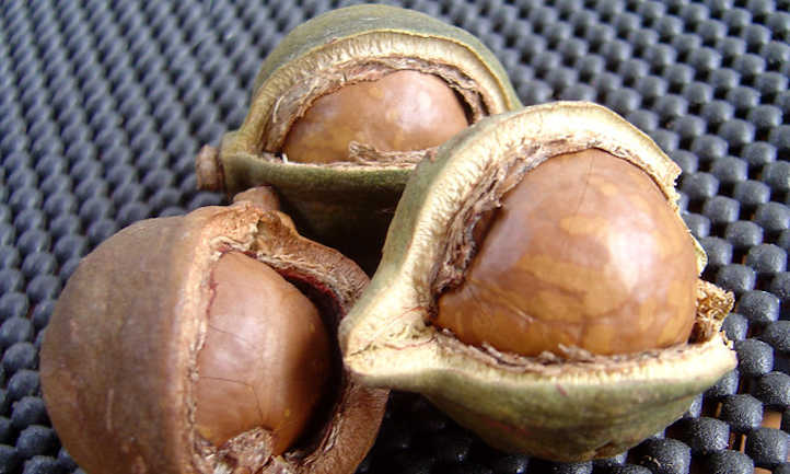 Nueces de macadamia con cáscara y casco