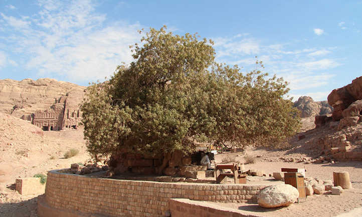 árbol de pistacho grande