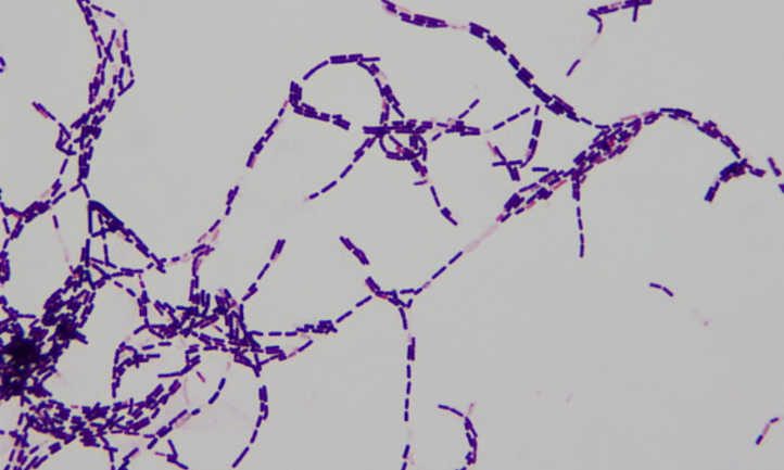 Closeup of dyed bacillus thuringiensis