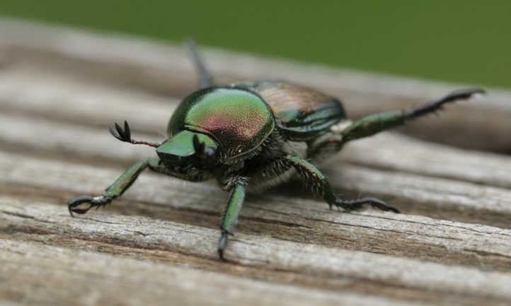 escarabajo japonés