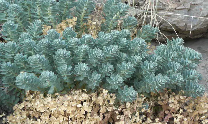 Mirsinitas de Euphorbia