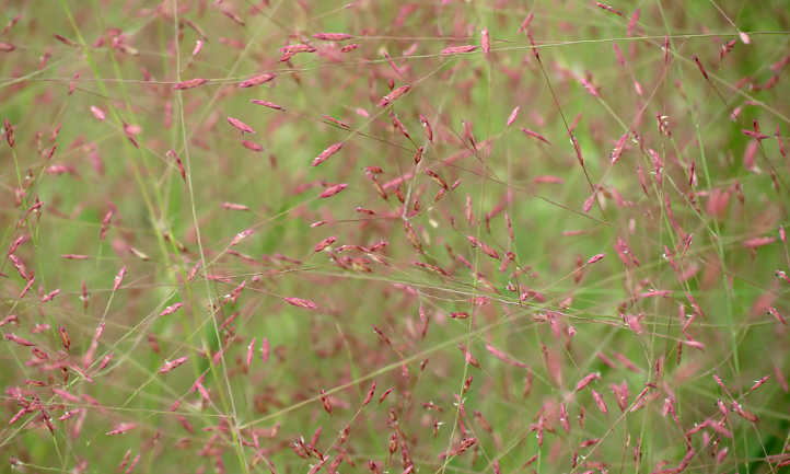 Eragrostis spectabilis