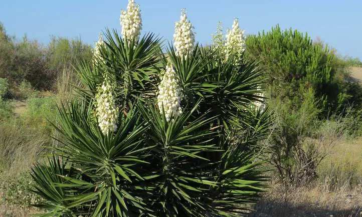 Yuca aloifolia