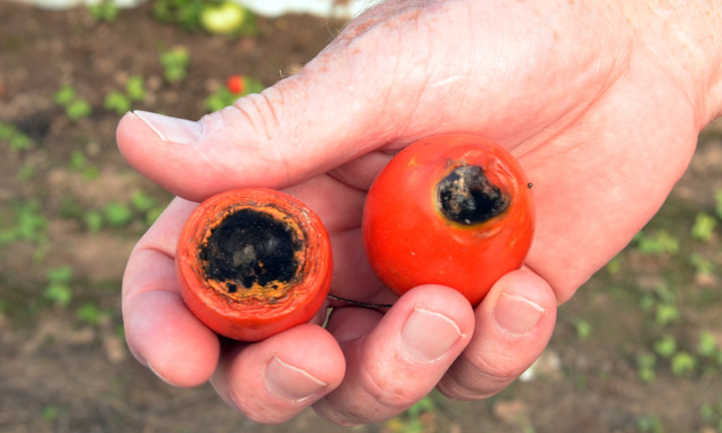 Podredumbre profunda en puntas de tomate