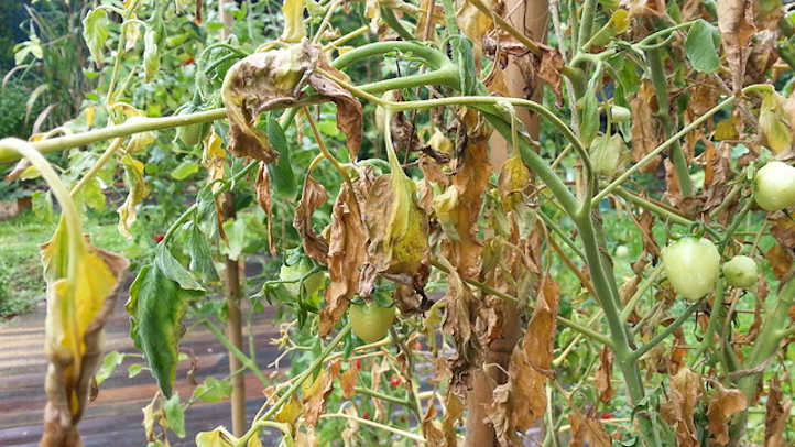 Síntomas de pudrición de raíz en tomate