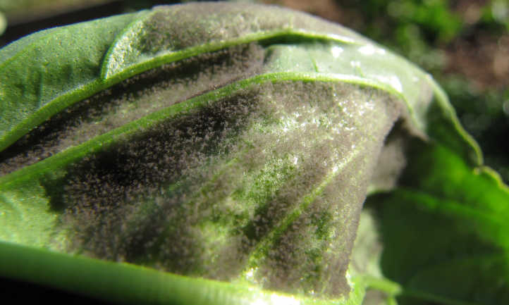 Primer plano de mildiú velloso en hojas de albahaca