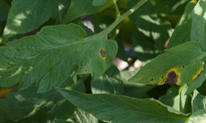 Early blight on tomato