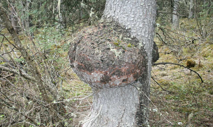 Múltiples agallas de la corona en el tronco de un árbol