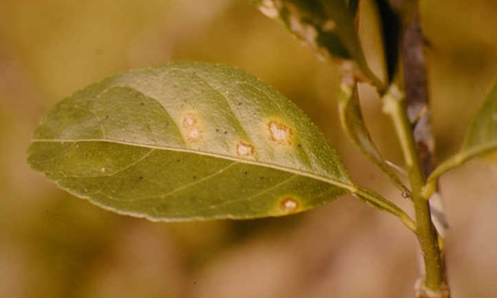 Cancros en hojas y tallo