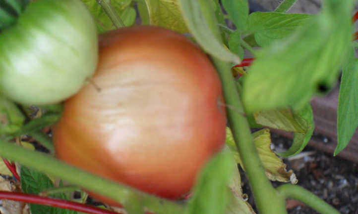 Escaldado de frutas en tomates