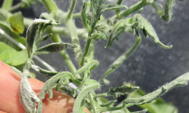 Daño de herbicida en tomate