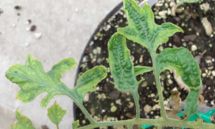 Virus del mosaico del tabaco en tomate