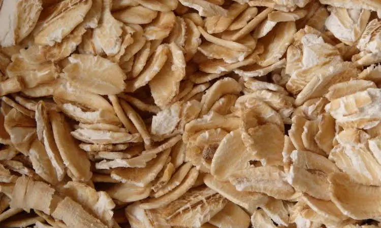 Sustrato de gusano de la harina de avena