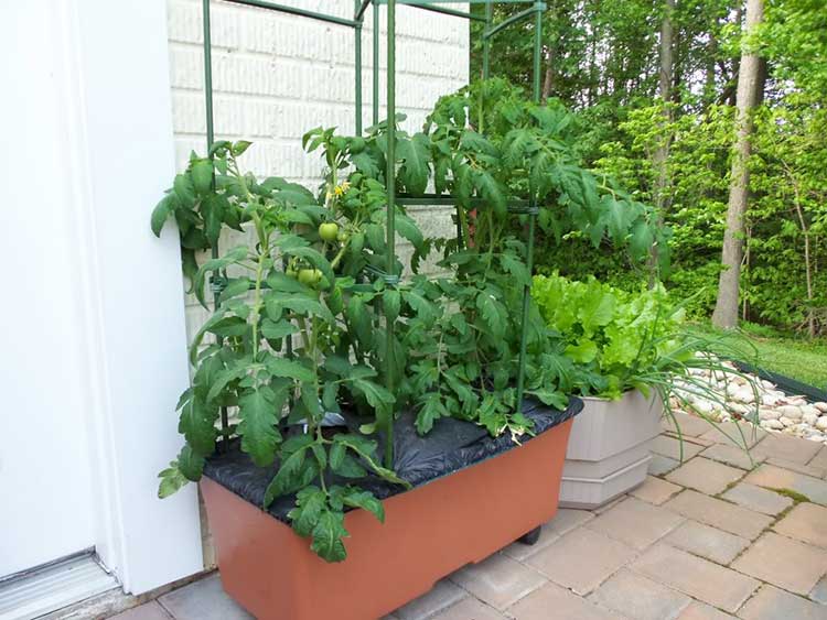 Jaula de tomate de PVC para caja de tierra