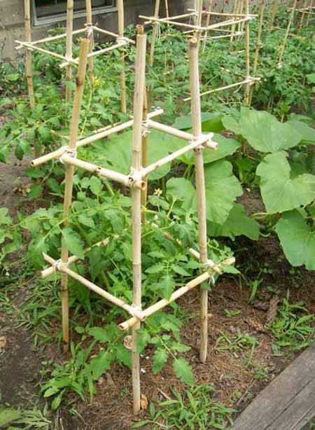 La jaula de bambú para tomates