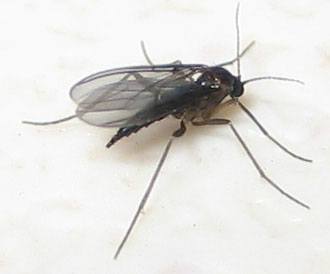 mosquito del hongo