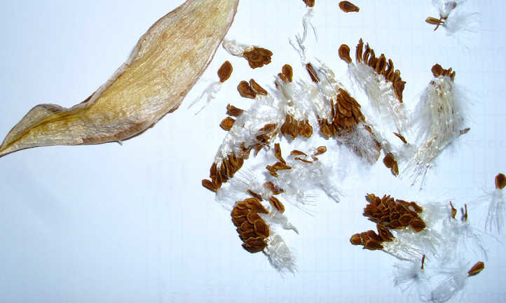 Semillas y vaina de orbea variegata