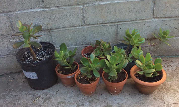 Plantas jóvenes de jade