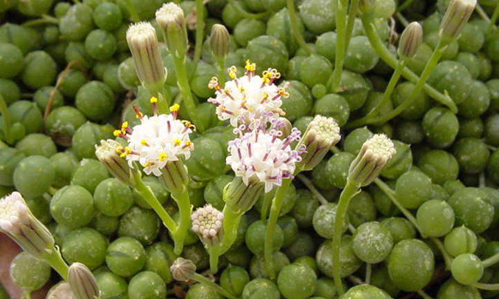 Senecio rowleyanus floración