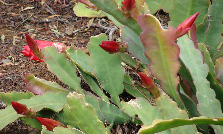 Cactus de Navidad en capullo