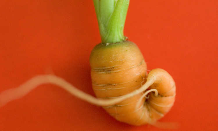 Bucle de zanahoria