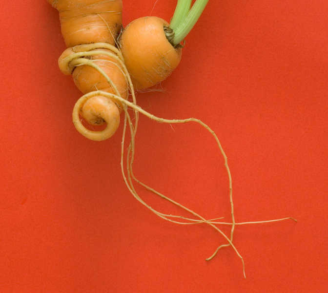 zanahorias torcidas