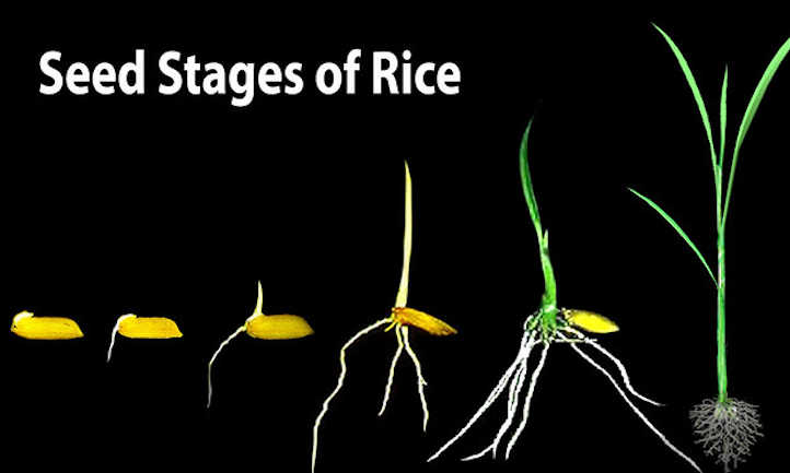 Etapas de semilla de arroz