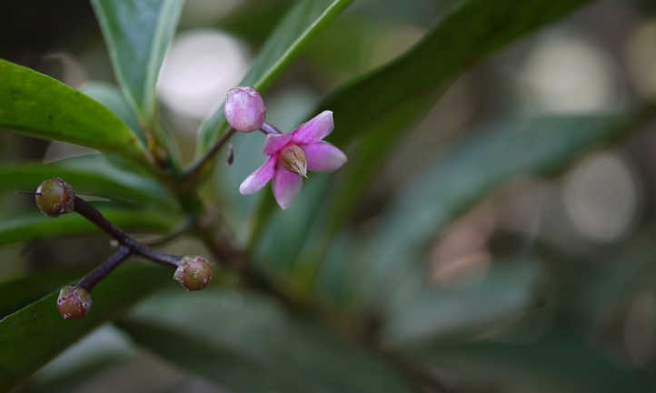 Ardisia solanácea flor