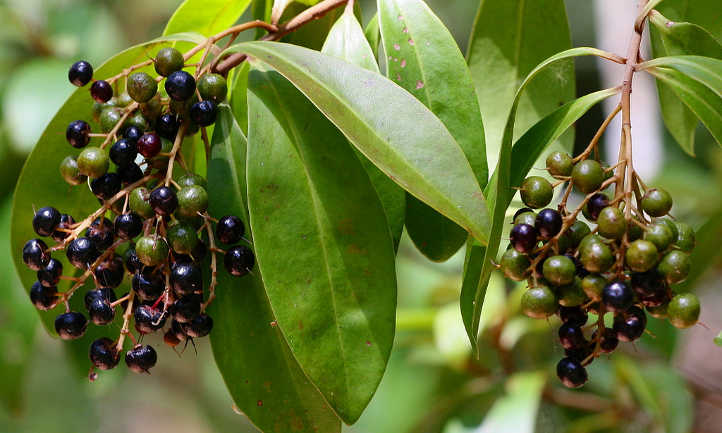 Fruto de Ardisia escallonioides