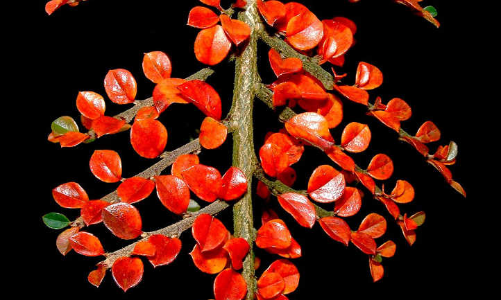 Color de otoño cotoneaster