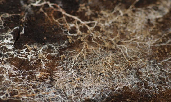 micelio del suelo