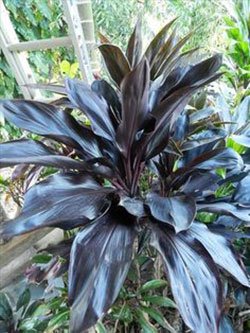 Cordyline fruticosa 'Black Mystique'