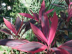 Cordyline fruticosa 'Florida Red'