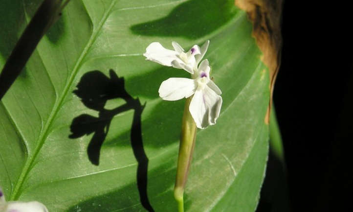 Flor de maranta leuconeura