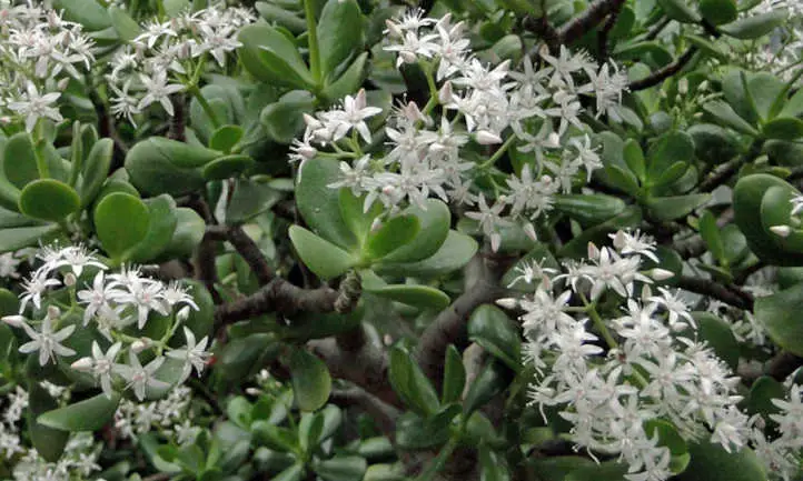 Floración de la planta de jade