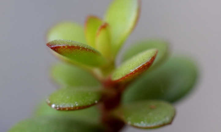 planta de jade tricolor