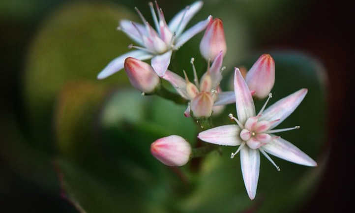 Flores de jade