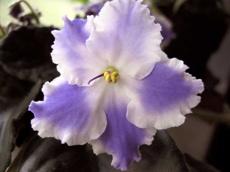 violeta africana, azul tafetán